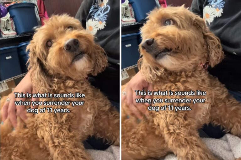 senior-dog-surrendered.jpg