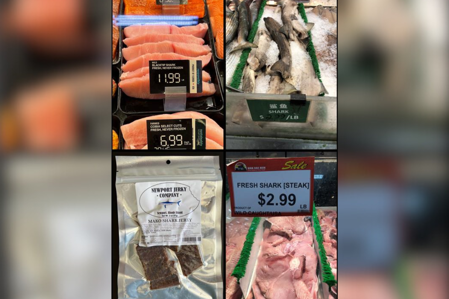 shark-meat.png